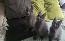 Maine Coon cats for sale: Maine Coon Kittens ready to leave home  - Image 18