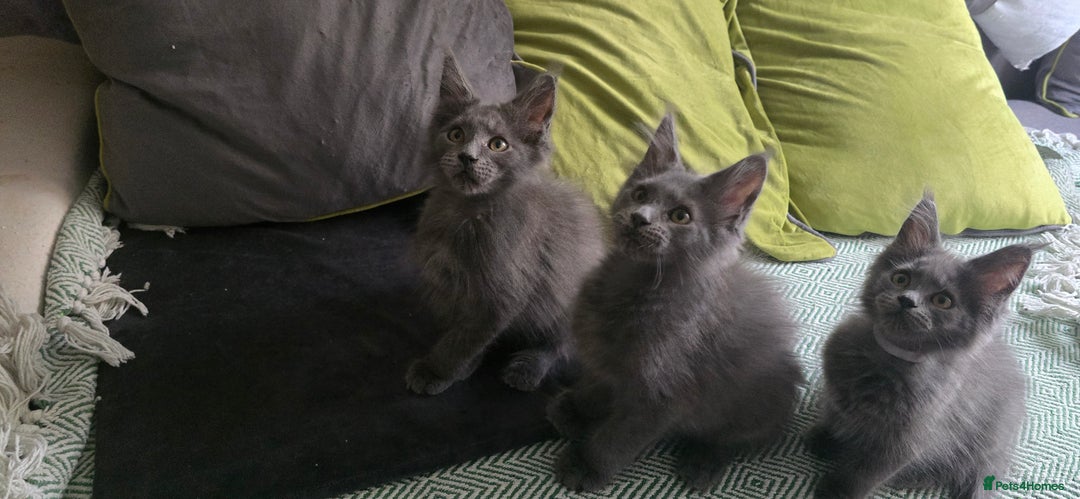 Maine Coon cats for sale: Maine Coon Kittens ready to leave home  - Image 18