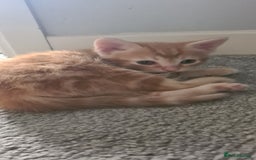Mixed Breed cats for sale: Beautiful fluffy kittens available to reserve!  - Image 9