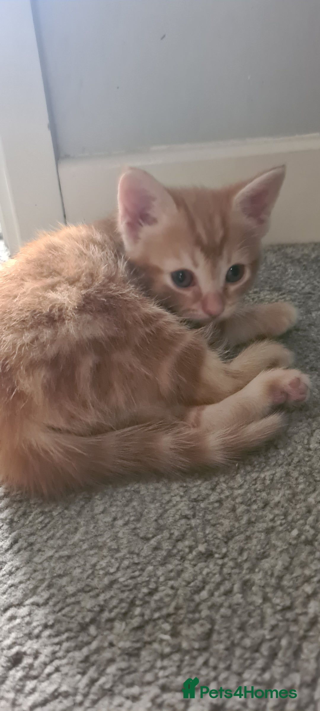 Mixed Breed cats for sale: Beautiful fluffy kittens available to reserve!  - Image 9