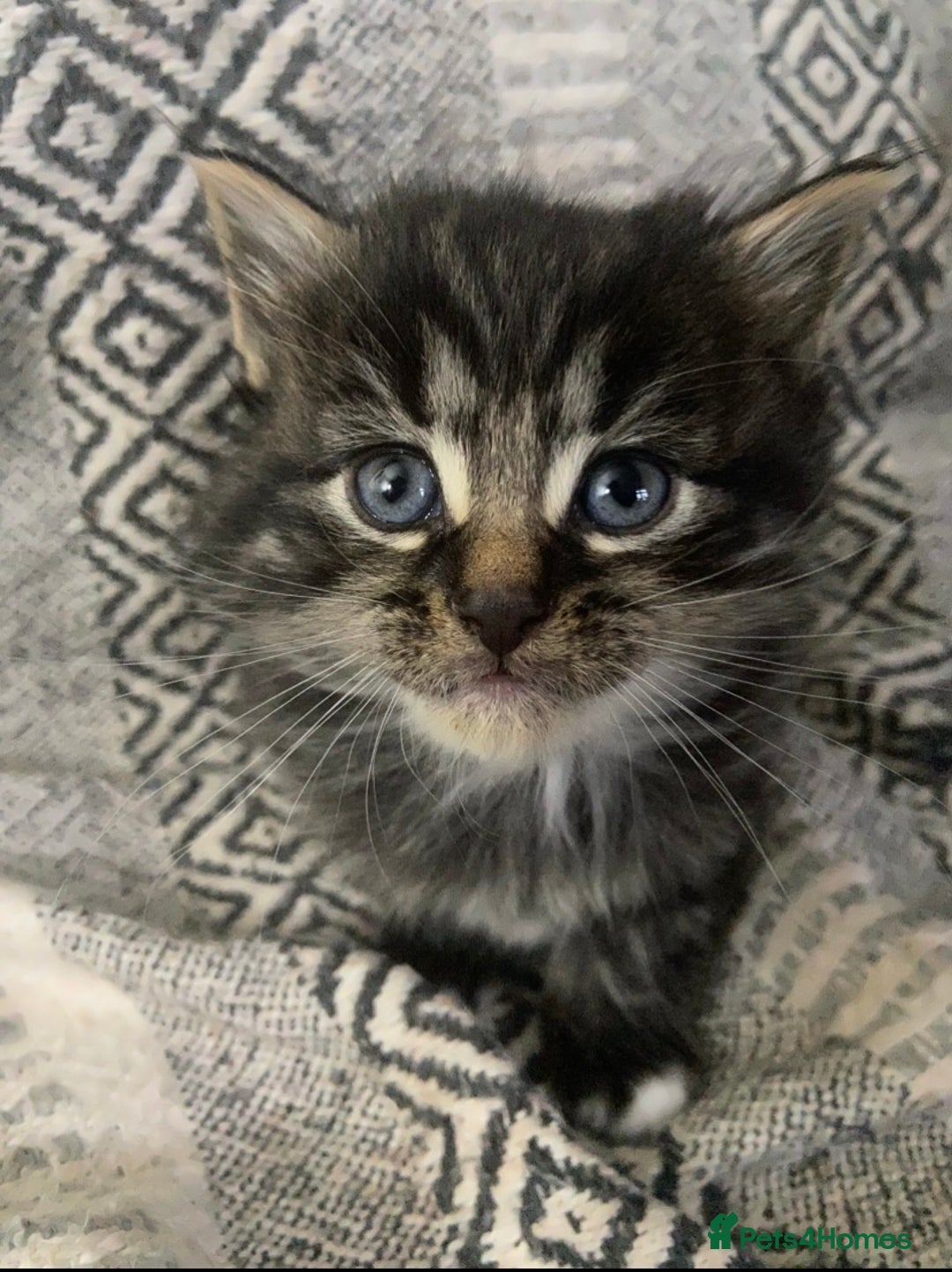 Maine Coon cats for sale:  3 Beautiful Maine coon mix kittens left for sale  - Advert 6