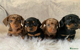 Miniature Dachshund dogs for sale: Minature daschund puppys - Image 4