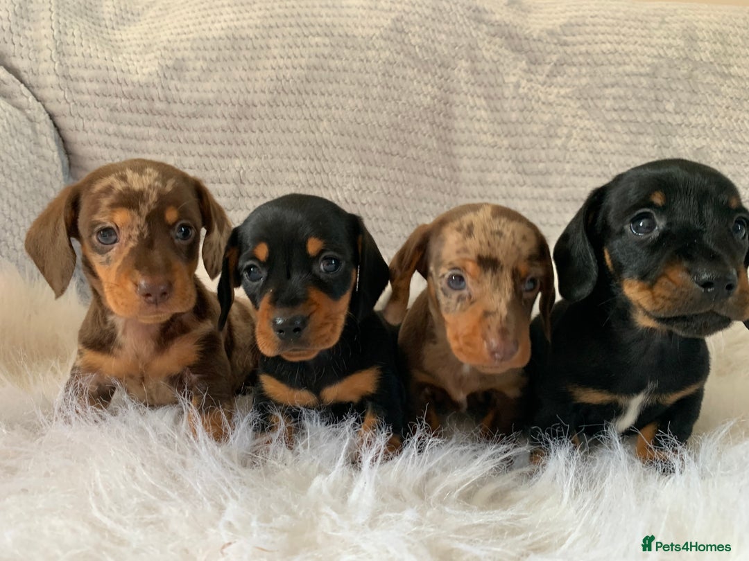 Miniature Dachshund dogs for sale: Minature daschund puppys - Image 4