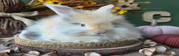 Angora rabbits for sale: English Angora Babies - Advert 7