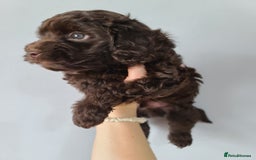 Cavapoo dogs for sale: Chocolate F1B Cavapoos. Health Tested.  - Image 12