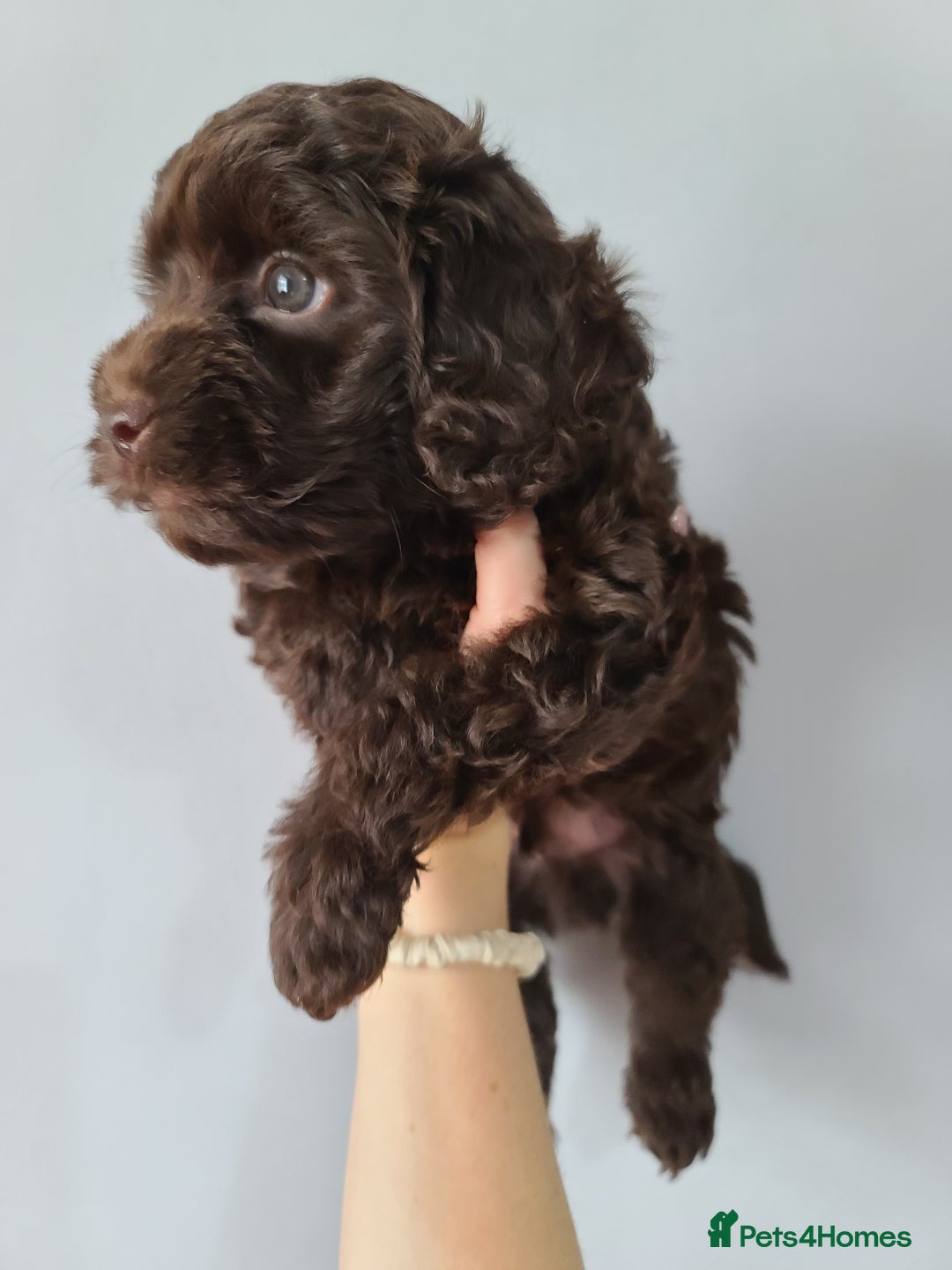 Cavapoo dogs for sale: Chocolate F1B Cavapoos. Health Tested.  - Image 12