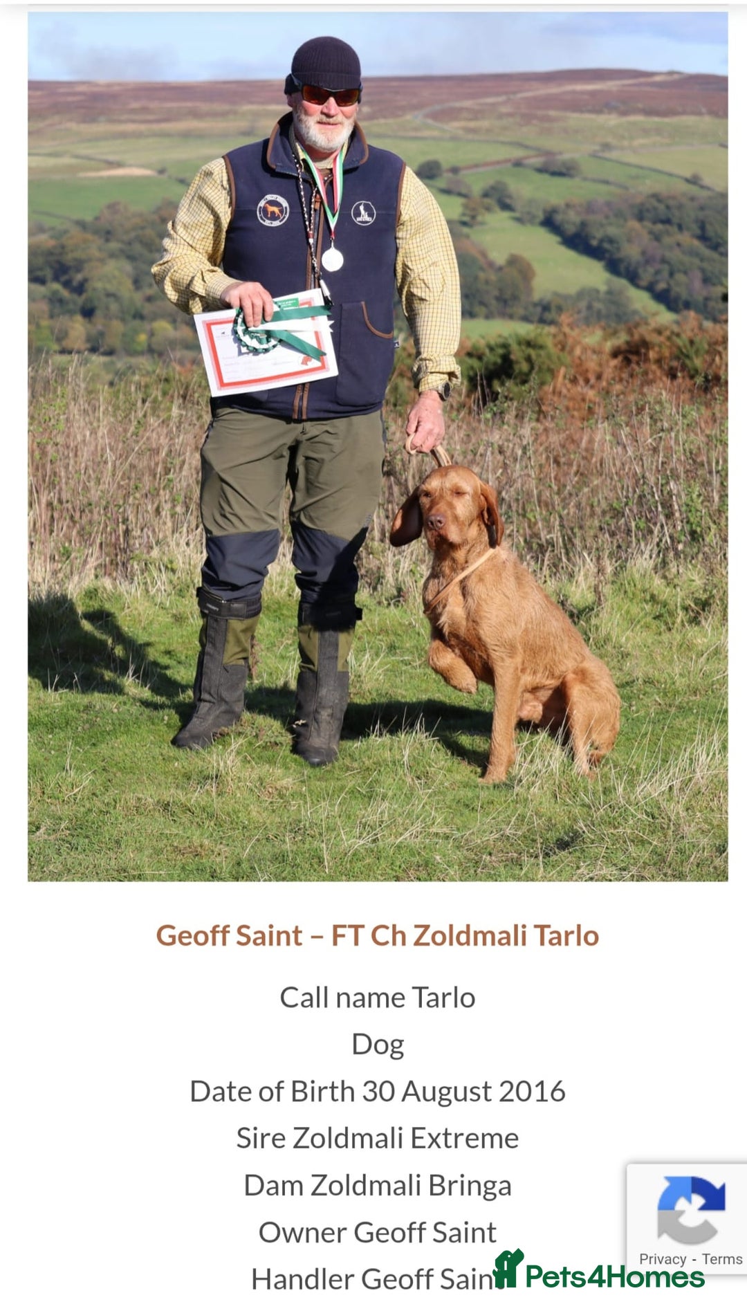 Hungarian Vizsla dogs for sale: Champion Bred HWV Puppies - Advert 5