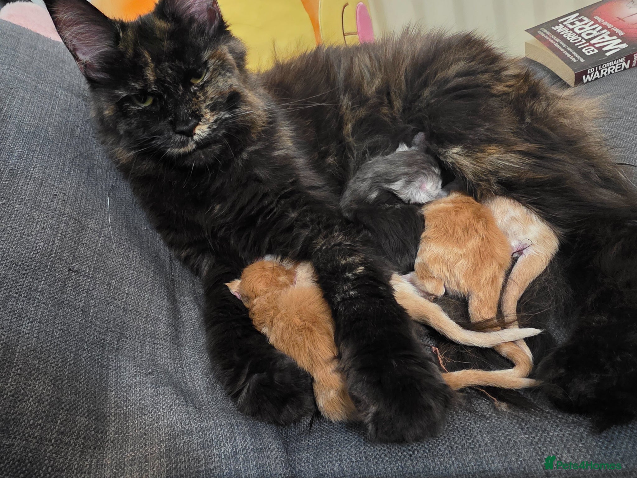 Maine Coon cats Maine Coon Kittens–Large Bloodline – Ready Now 🐾 - Advert 2