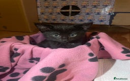 British Shorthair cats for sale: 2 Beautiful female Kittens - Image 9