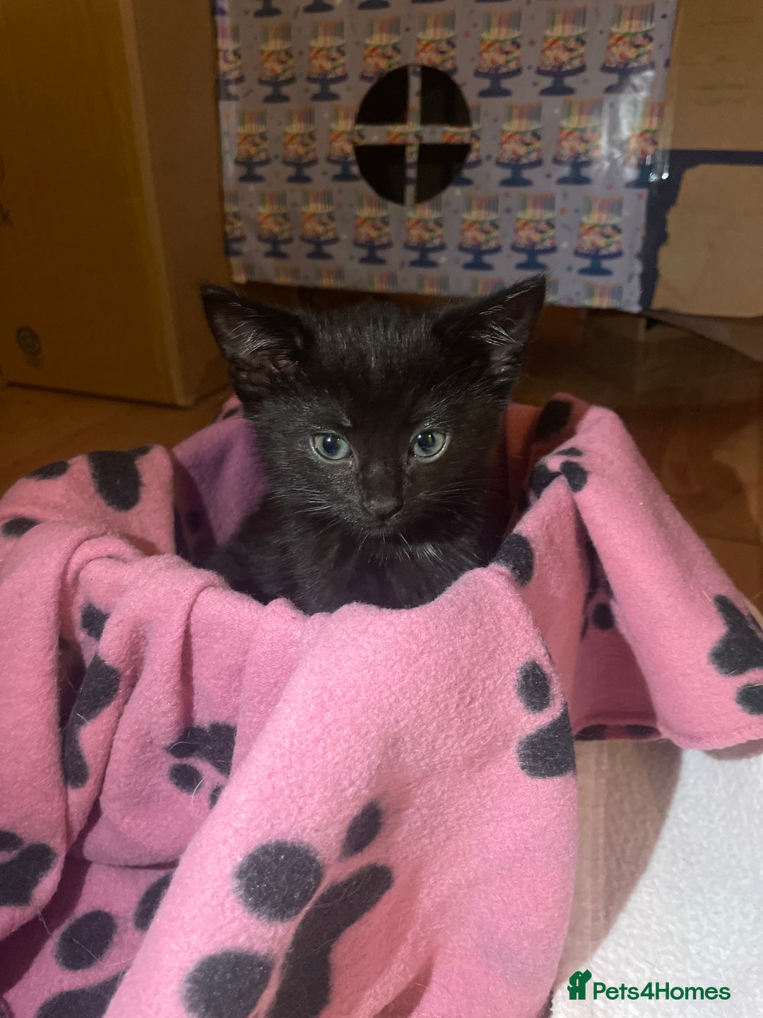 British Shorthair cats for sale: 2 Beautiful female Kittens - Image 9