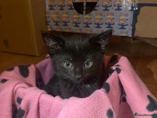 British Shorthair cats - Advert 34