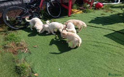Golden Retriever dogs for sale: 9 weeks old golden retriever puppy’s  - Image 5