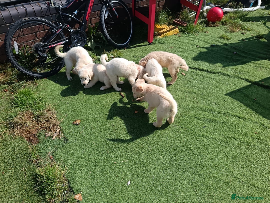 Golden Retriever dogs for sale: 9 weeks old golden retriever puppy’s  - Image 5