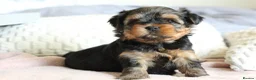 Yorkshire Terrier dogs for sale: 2 MINATURE YORKSHIRE TERRIER GIRLS - Advert 2