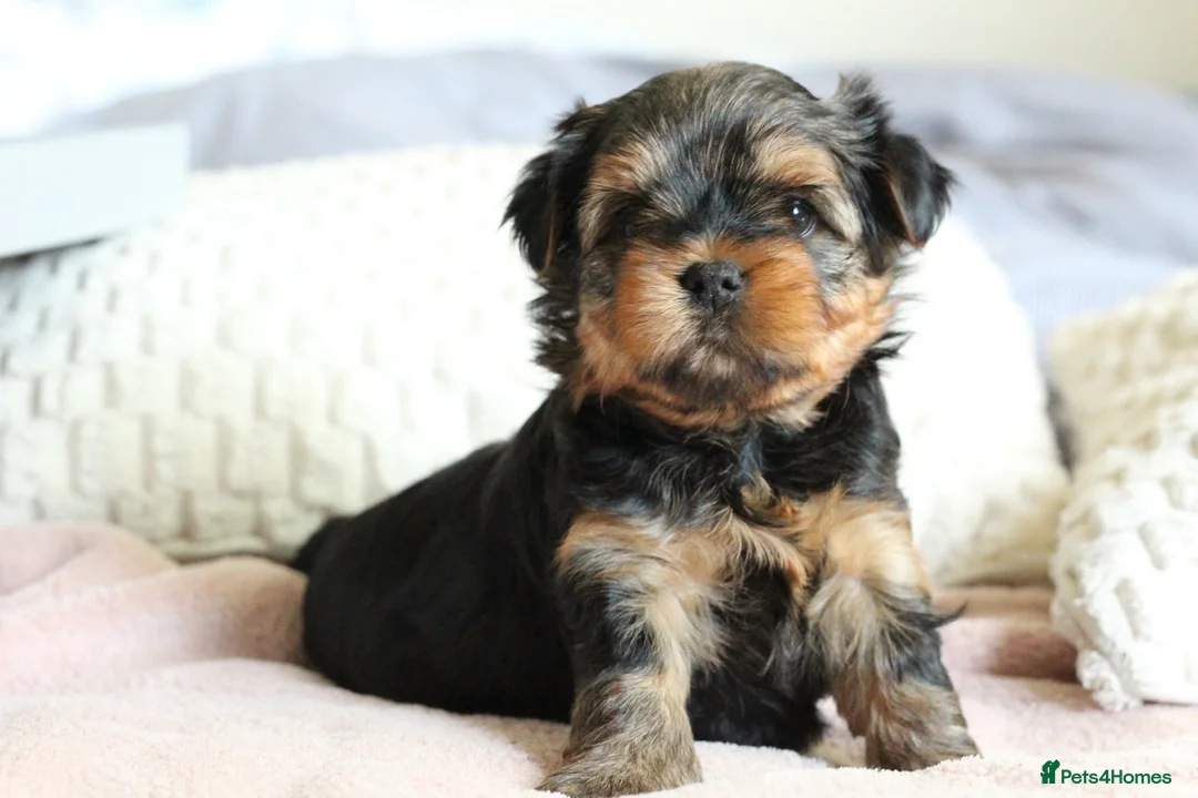 Yorkshire Terrier dogs for sale: 2 MINATURE YORKSHIRE TERRIER GIRLS - Advert 2
