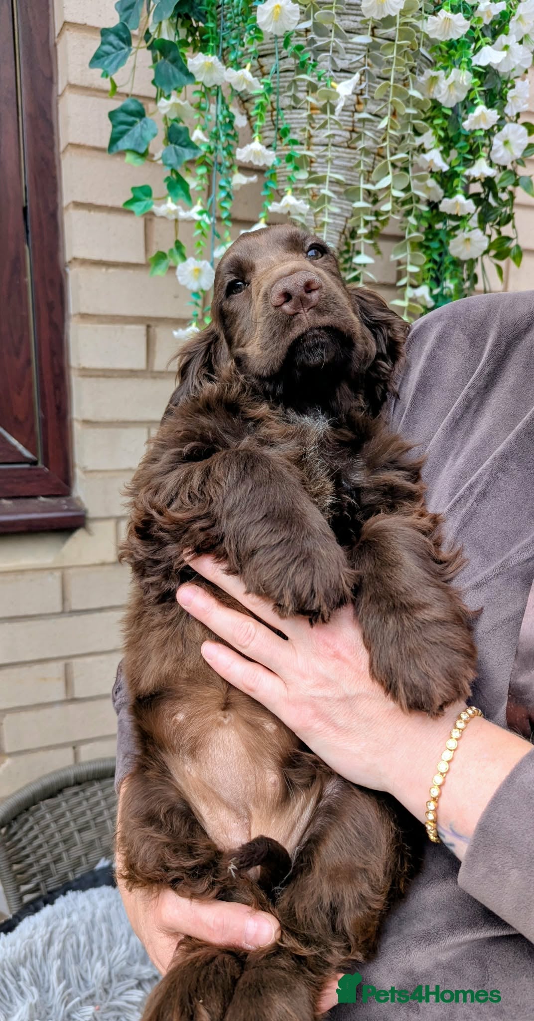 Cocker Spaniel dogs FULL VACCINATIONS❤️LAST 🍫 GIRL COCKER SPANIEL   - Advert 16