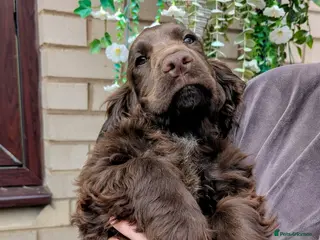 Cocker Spaniel dogs FULL VACCINATIONS❤️LAST 🍫 GIRL COCKER SPANIEL - Advert 16