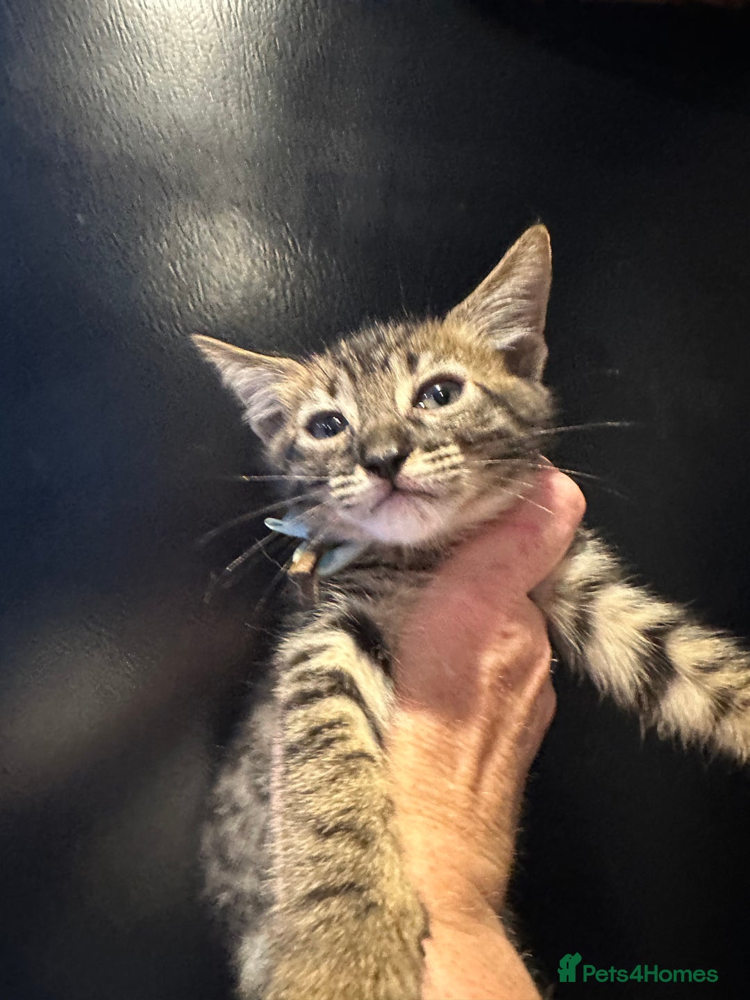 Maine Coon cats for sale: Mainecoon x  - Image 8