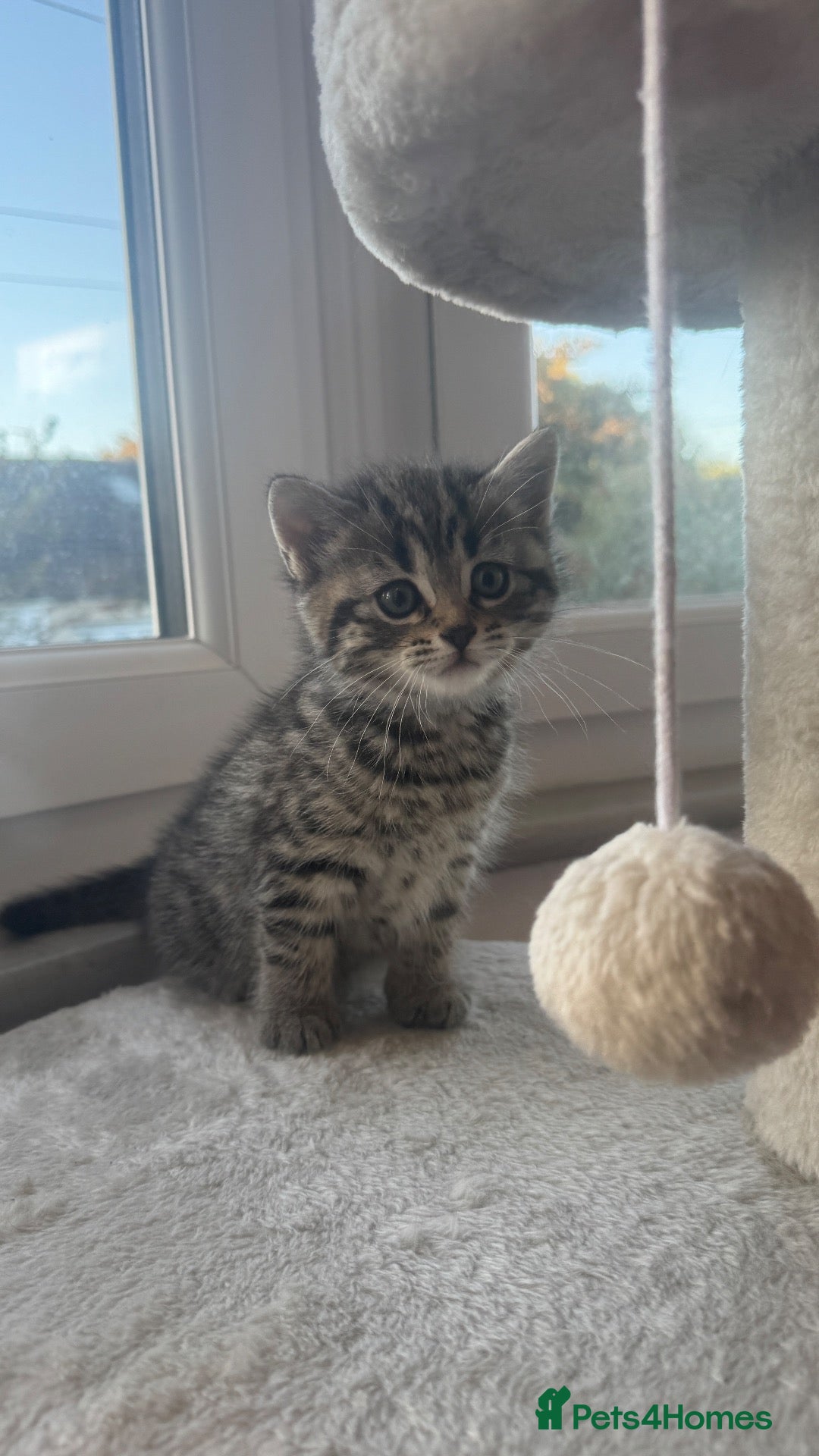 British Shorthair cats Lovely kittens are ready to find their home  - Advert 2