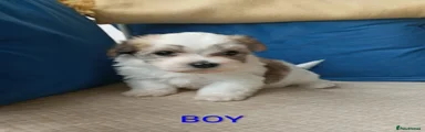 Havanese 4