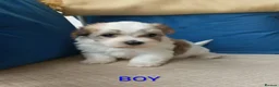 Havanese dogs for sale: Stunning full breed havanese puppies. 6 boys avail - Advert 7