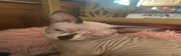 Sphynx cats for sale: Beautiful sphynx kittens looking for loving home🧿 - Advert 3