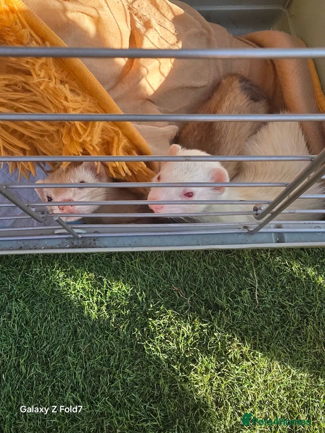 Ferret rodents for sale: 2 female ferrets  - Advert 2