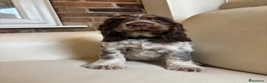 Cocker Spaniel 3