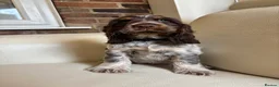 Cocker Spaniel dogs for sale: health tested KC English cocker spaniel  - Advert 8