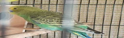 Budgerigars birds for sale: Baby Budgies boy and girl - Advert 13