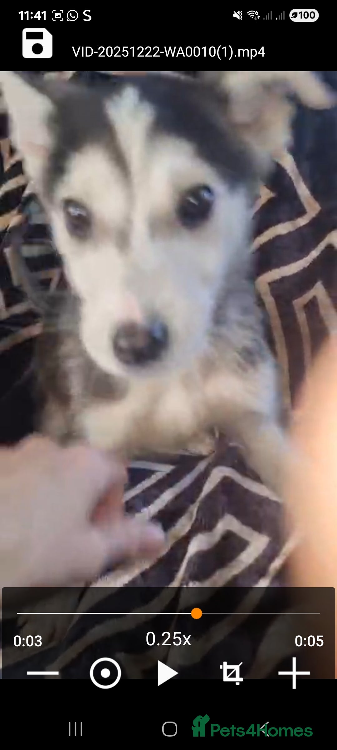 Shepsky dogs for sale: Shepsky puppies  - Advert 5