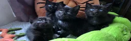 Scottish Fold cats for stud: We have 5 adorable kittens for sale  in Darlington - Advert 12