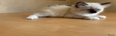 Ragdoll 4