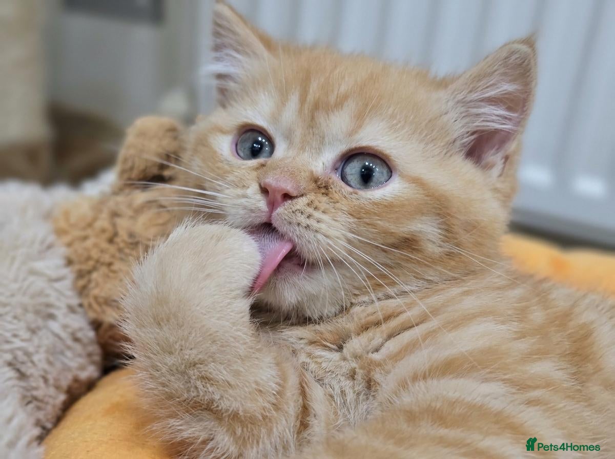 British Shorthair cats for sale: Beautiful Ginger Girl British Shorthair KitteN - Advert 2
