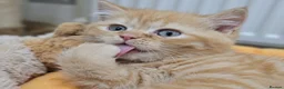 British Shorthair cats for sale: Beautiful Ginger Girl Tabby BSH Kitten - Advert 1