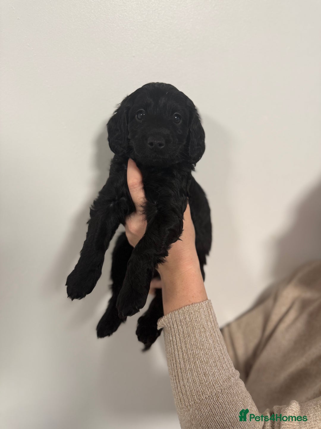 Cockapoo dogs for sale: 4 beautiful F2 Boy Cockapoos  - Advert 4