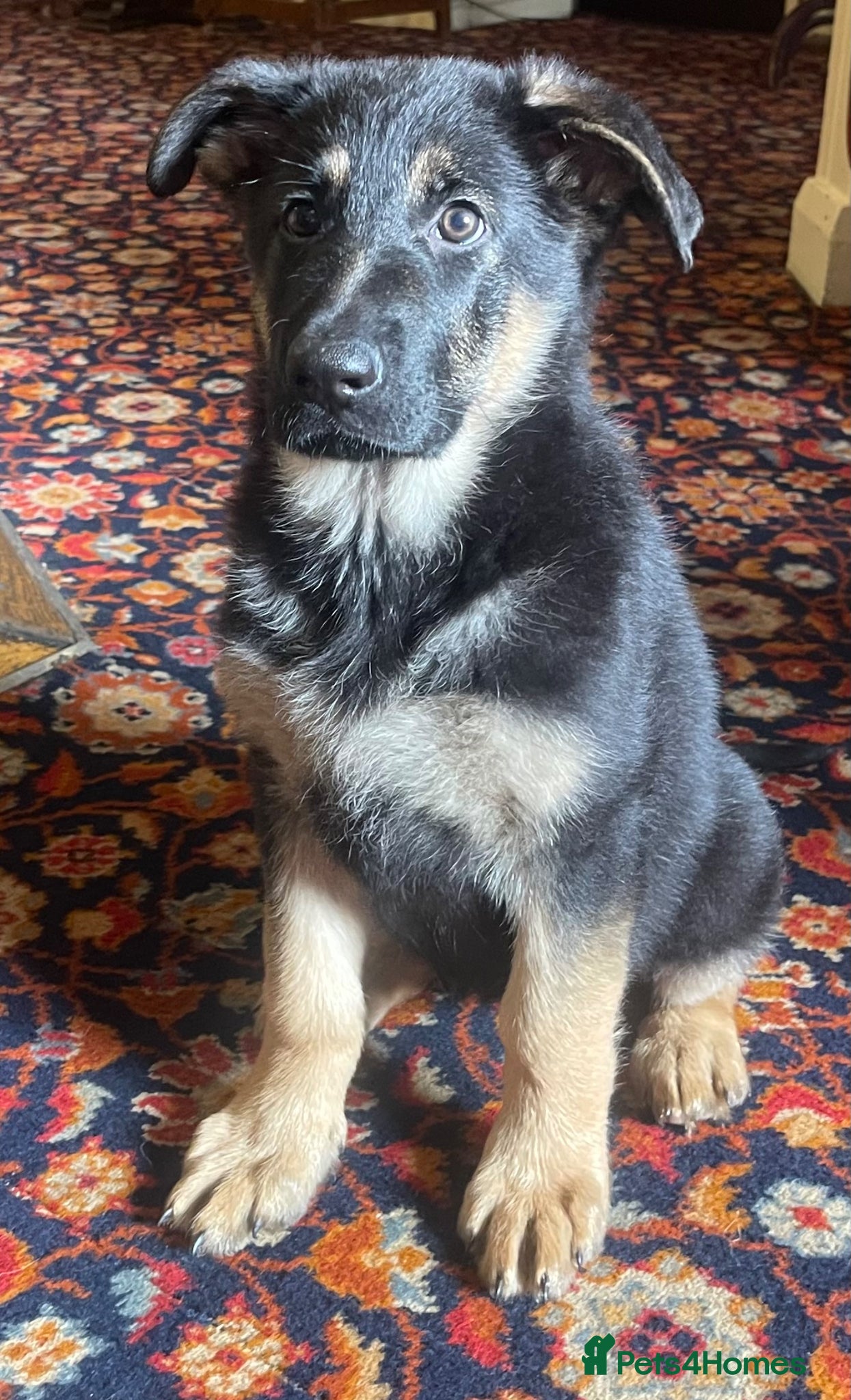 German Shepherd dogs 1 German Sheperd Pup for sale - Advert 1