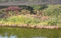 Pheasants poultry for sale: Himalayan monal pheasants  - Image 5