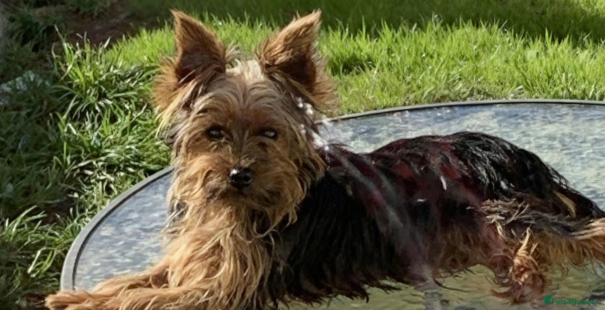 Yorkshire Terrier dogs Yorkshire Terrier for Stud  - Advert 1