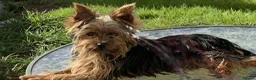 Yorkshire Terrier dogs for stud: Yorkshire Terrier for Stud  - Advert 1