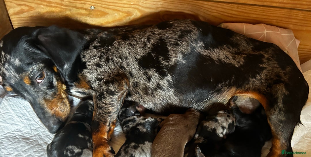Miniature Dachshund dogs for sale: Miniature dachshund reddy for new homes - Image 3