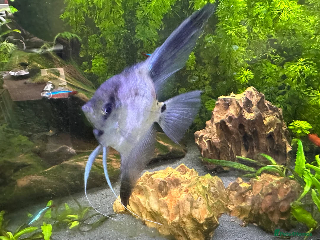 Angelfish fish for sale: Two Angel fish in Mold - Advert 3
