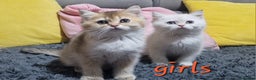 British Shorthair cats for sale: British shorthair pedigree kittens - Advert 30