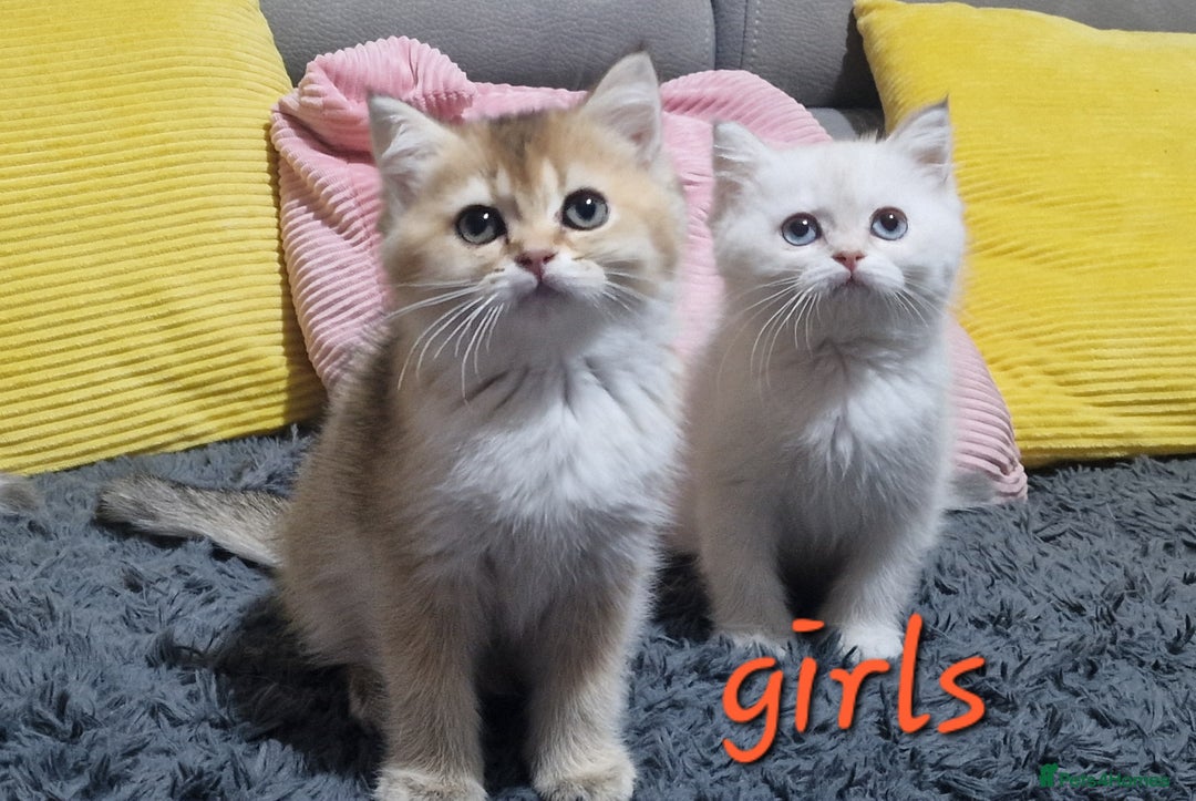 British Shorthair cats for sale: British shorthair pedigree kittens - Advert 30