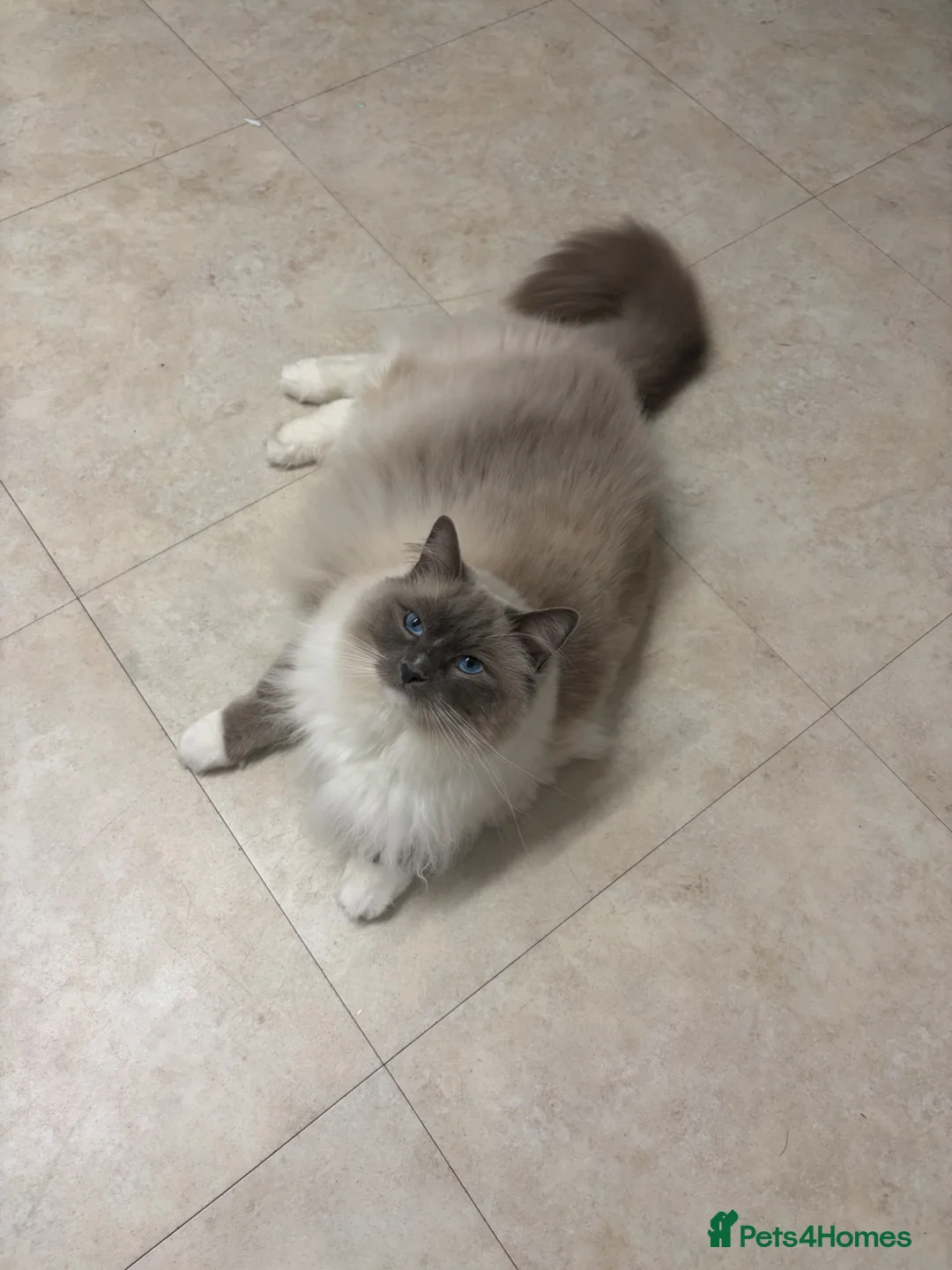Ragdoll cats for sale: 2 year old ragdoll male - Advert 2