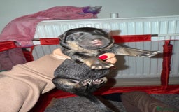 German Shepherd dogs for sale: German shepard  pups  - Image 3