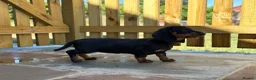 Dachshund dogs for sale: Beautiful KC reg, standard dachshund puppies  - Advert 10