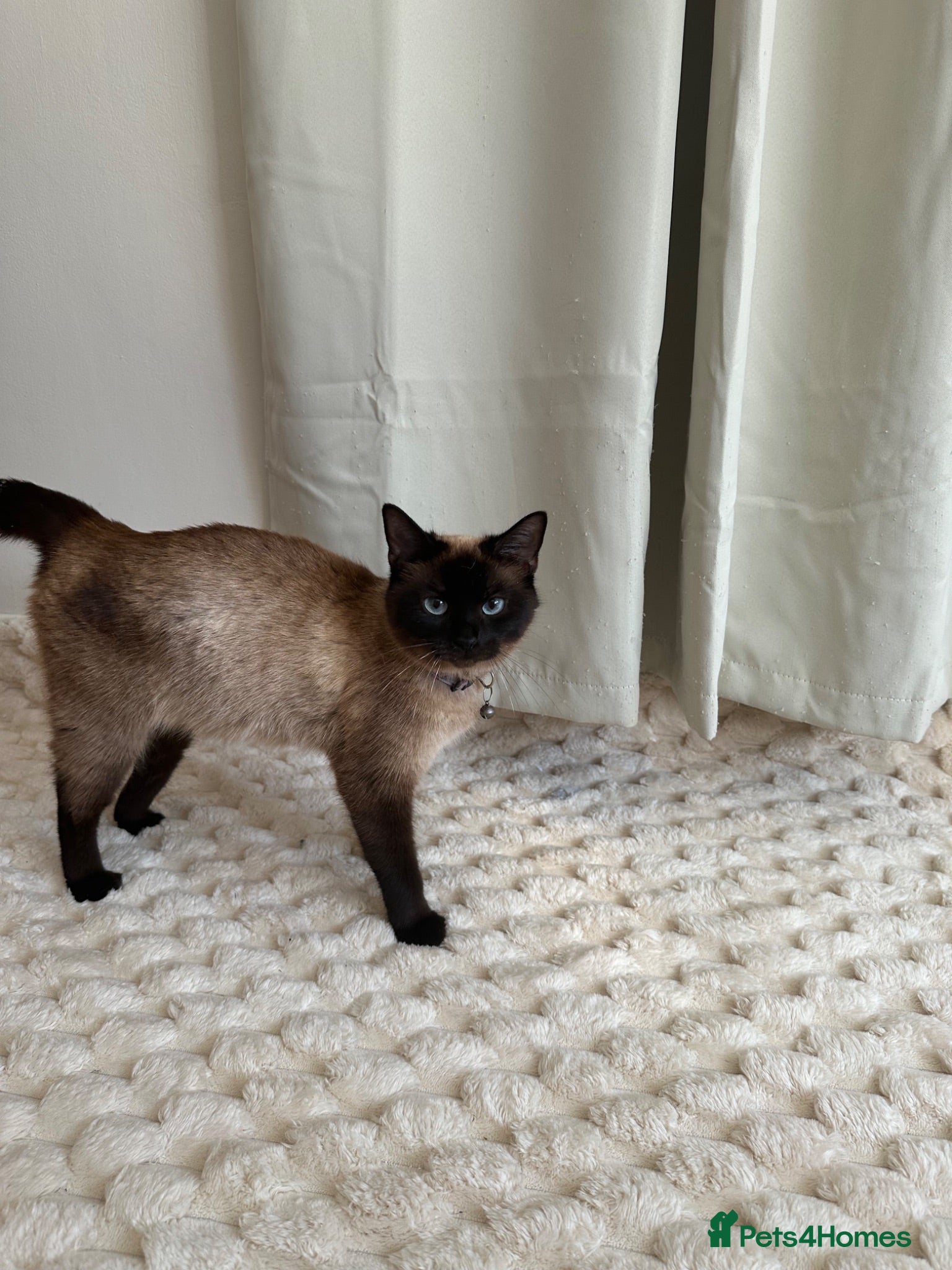 Mixed Breed cats Beautiful baby kittens  - Advert 6