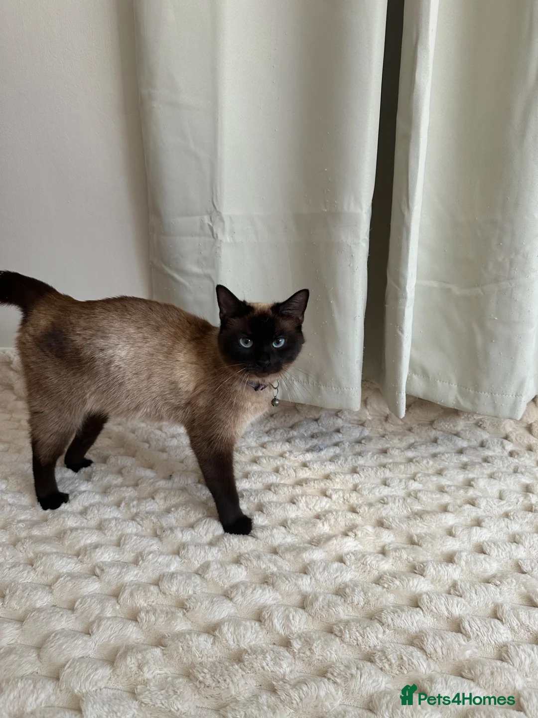 Mixed Breed cats for sale: Beautiful baby kittens  in Poole - Advert 1