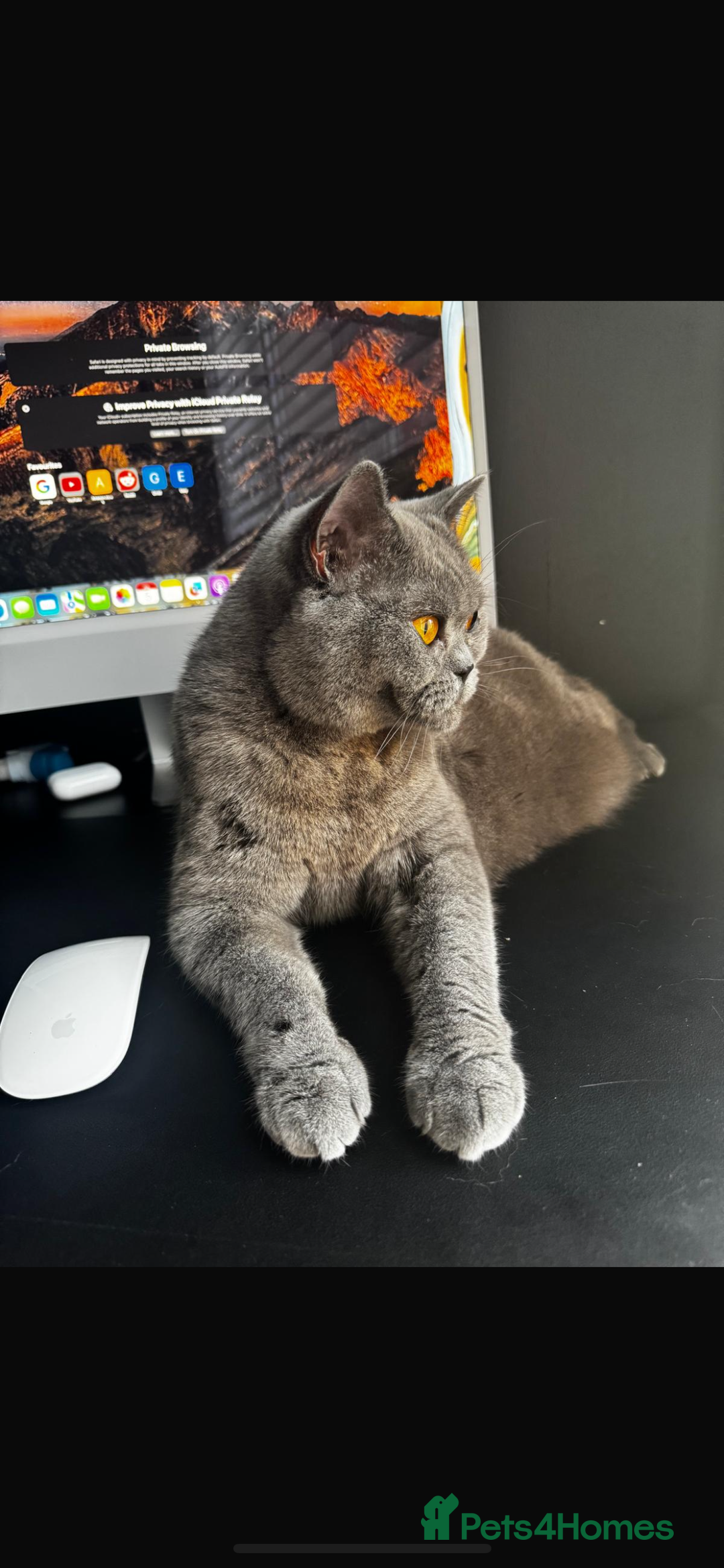 British Shorthair cats for sale: 2 year old female British short hair cat.   - Image 3